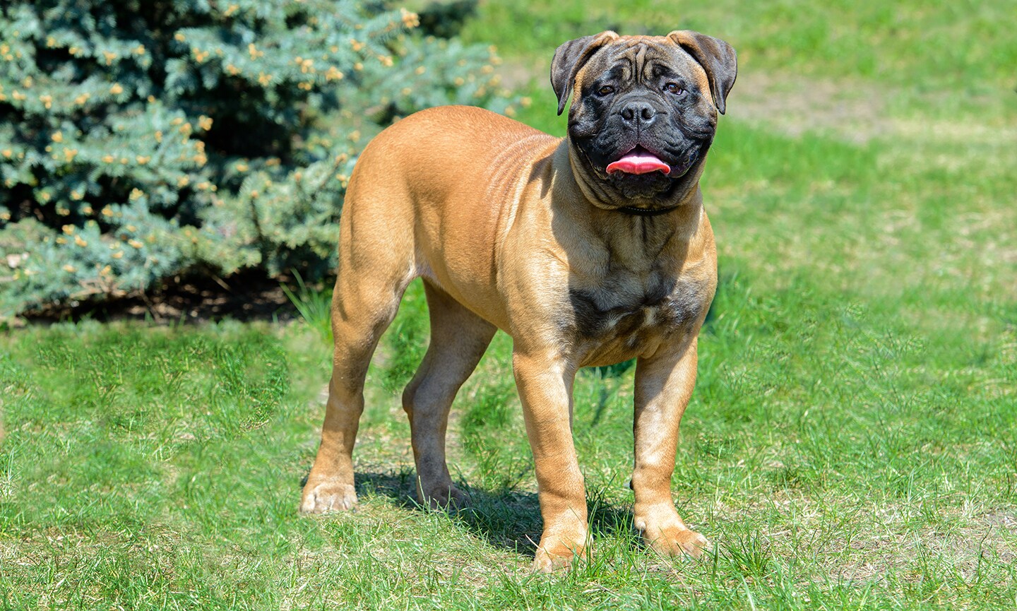 English bullmastiff shops for