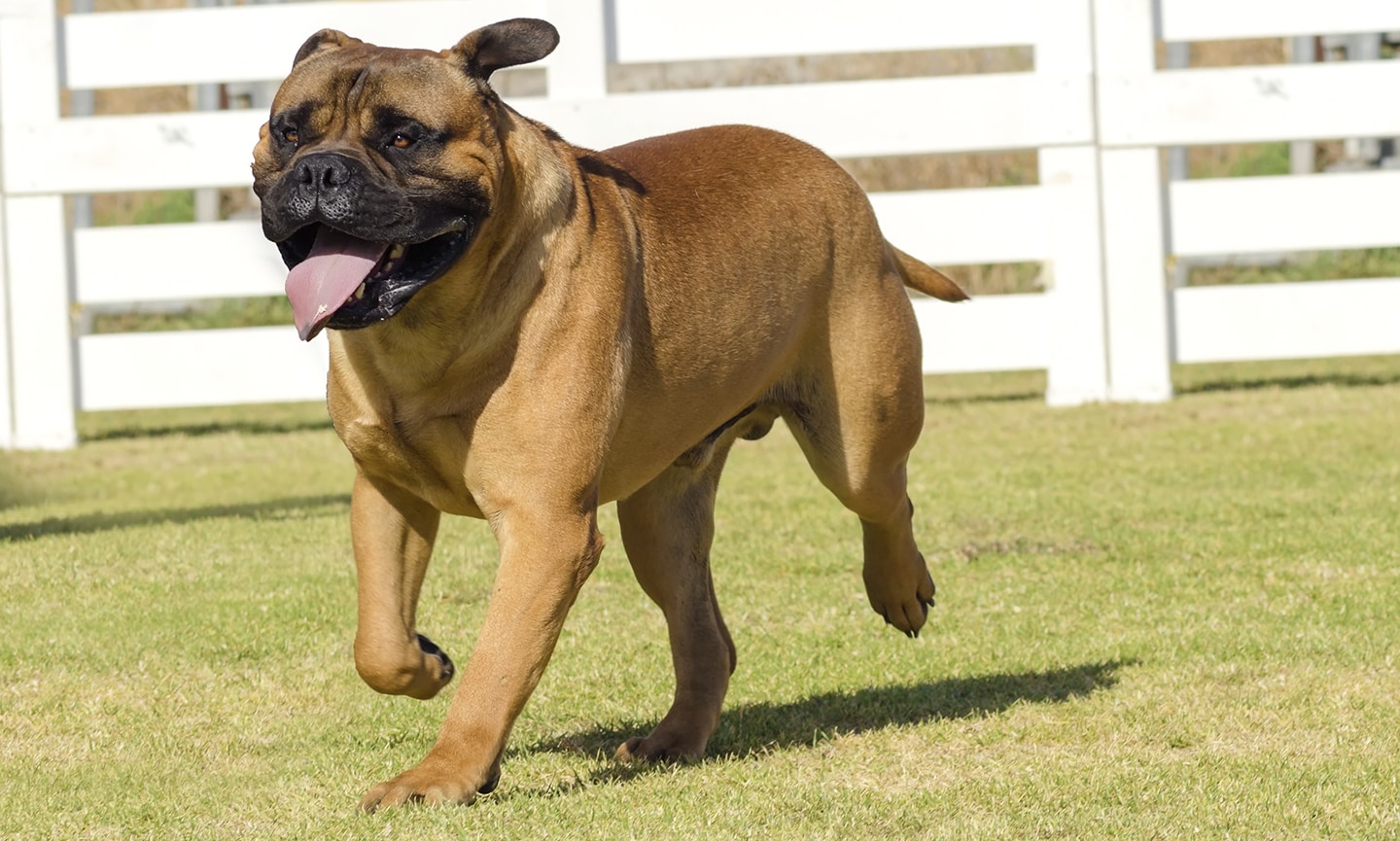 Largest bullmastiff best sale