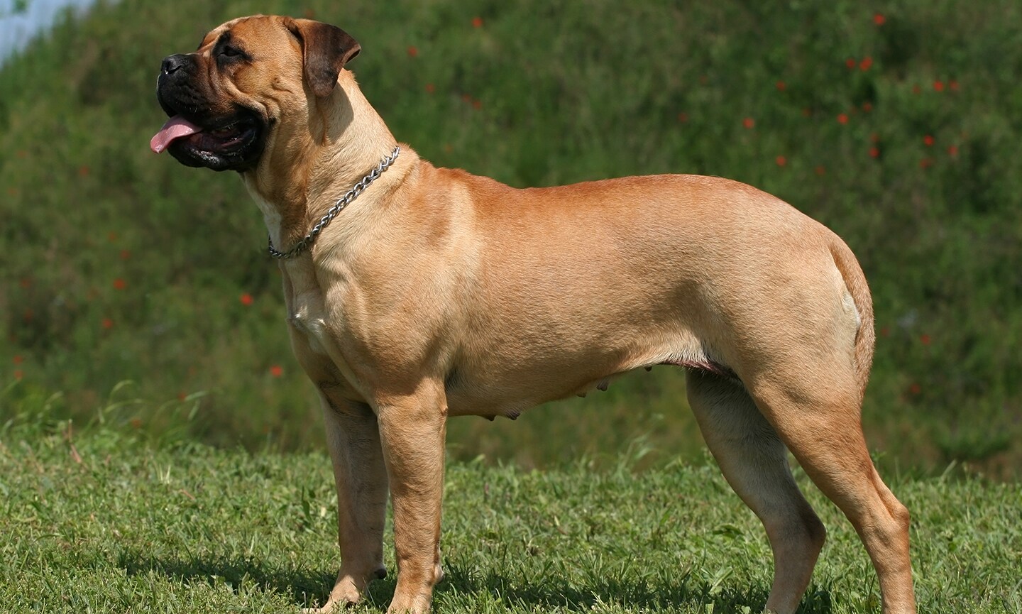 Largest bullmastiff hotsell