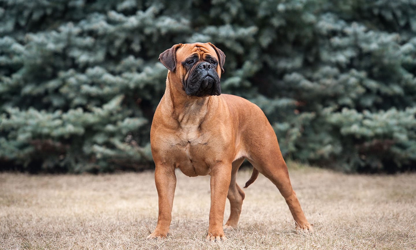 Bullmastiff Breed Characteristics Care Photos Chewy