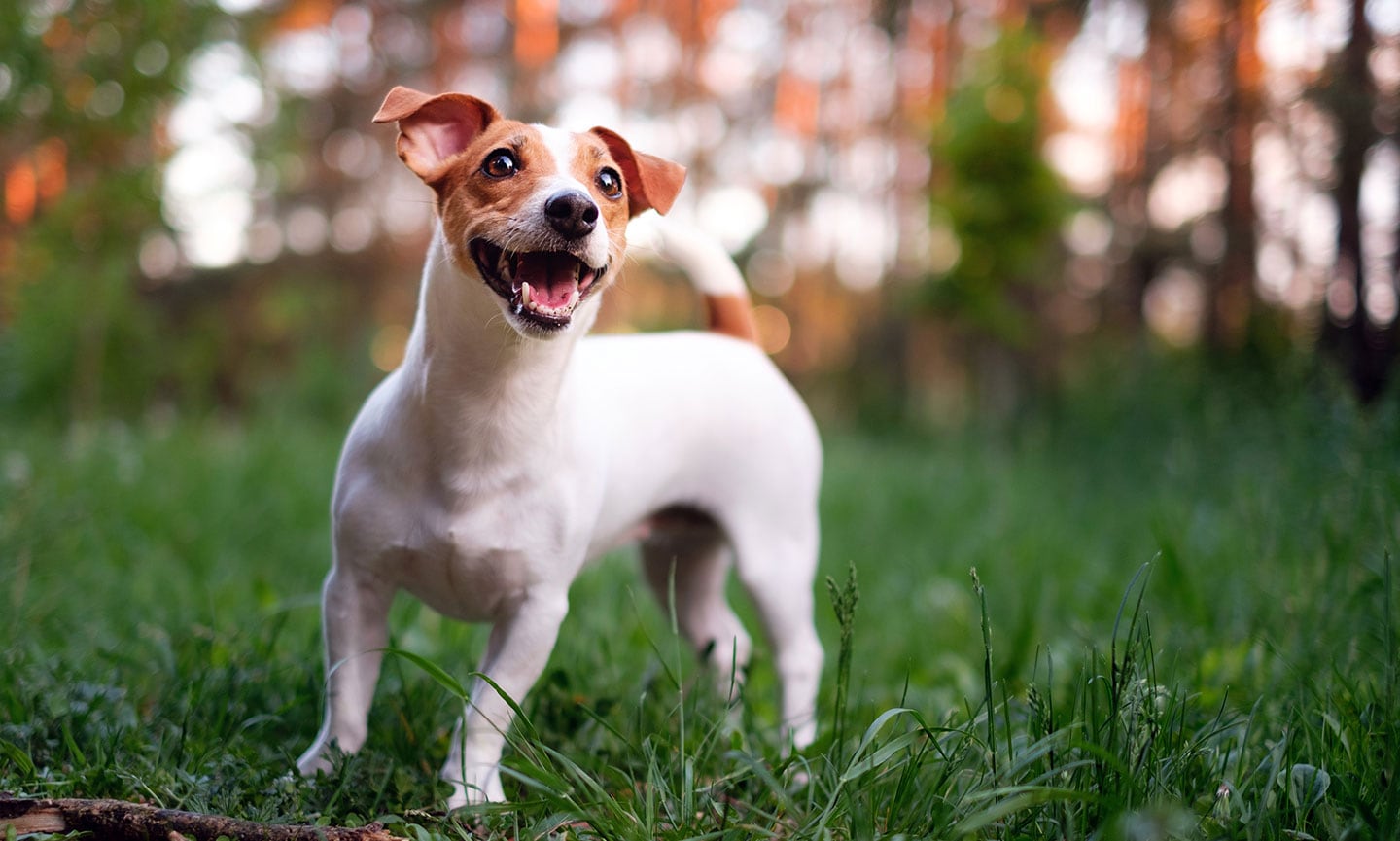 Jack Russell Terrier Breed Characteristics Care Photos Chewy Jack Russell Terrier Breed Characteristics Care Photos Chewy