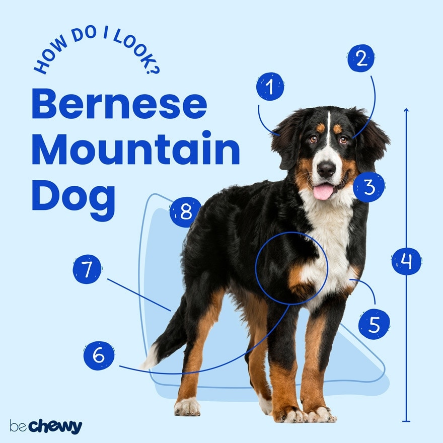 Photo of a Bernese Mountain Dog