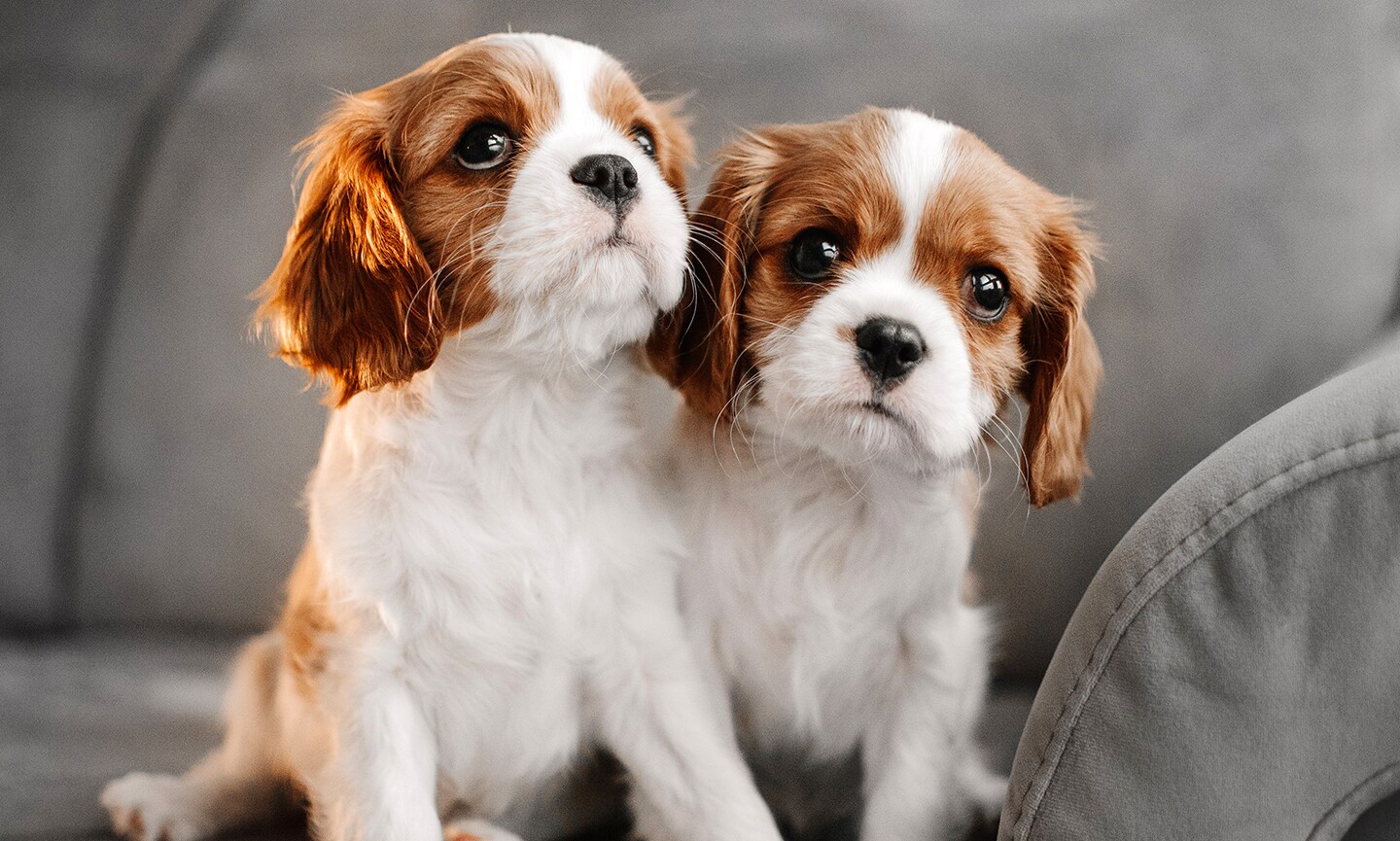 Cavalier kennel best sale