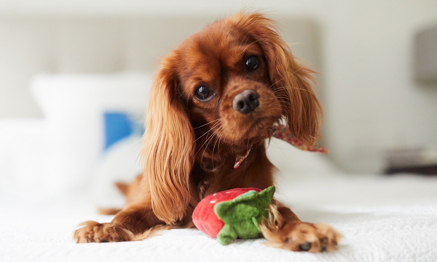 Miniature king charles spaniel shops for