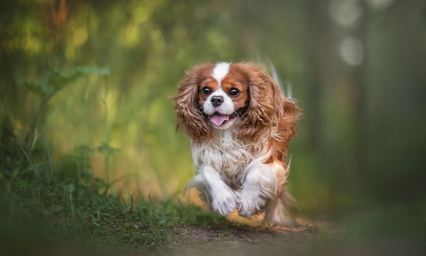 Cavalier King Charles Spaniel Breed Characteristics Care Photos Chewy