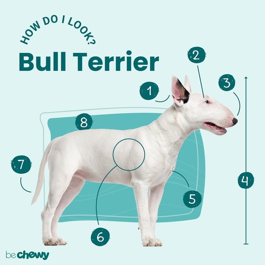 Bull Terrier Breed Characteristics, Care & Photos