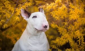 Bull Terrier