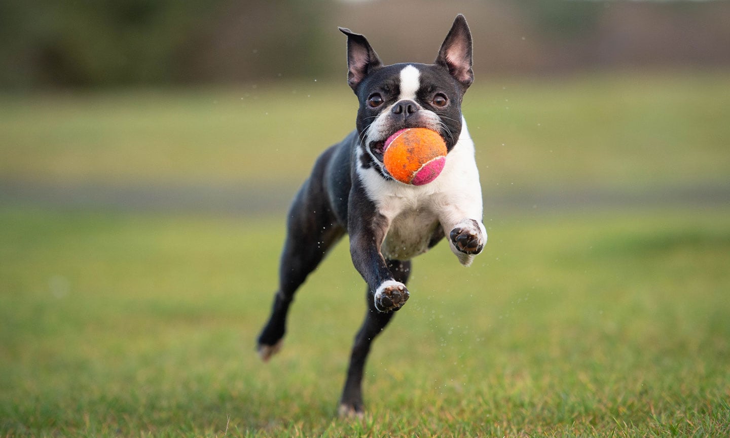 Boston fashion terrier look like