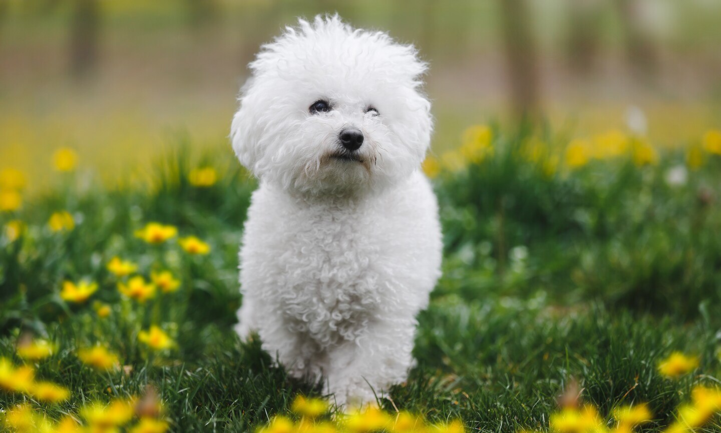 Bichon Frise Dog Breed Health And Care PetMD
