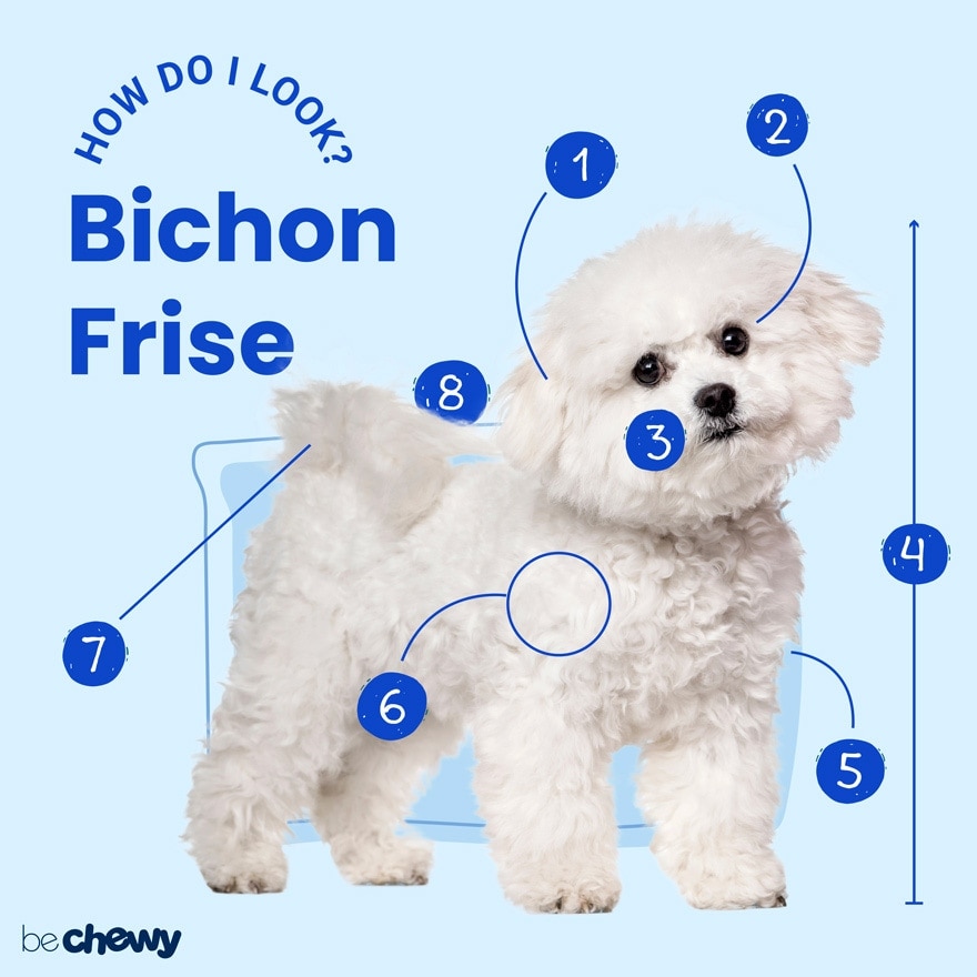 Bich s fashion frise origin