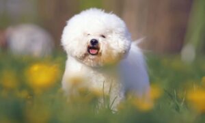 Bichon Frise