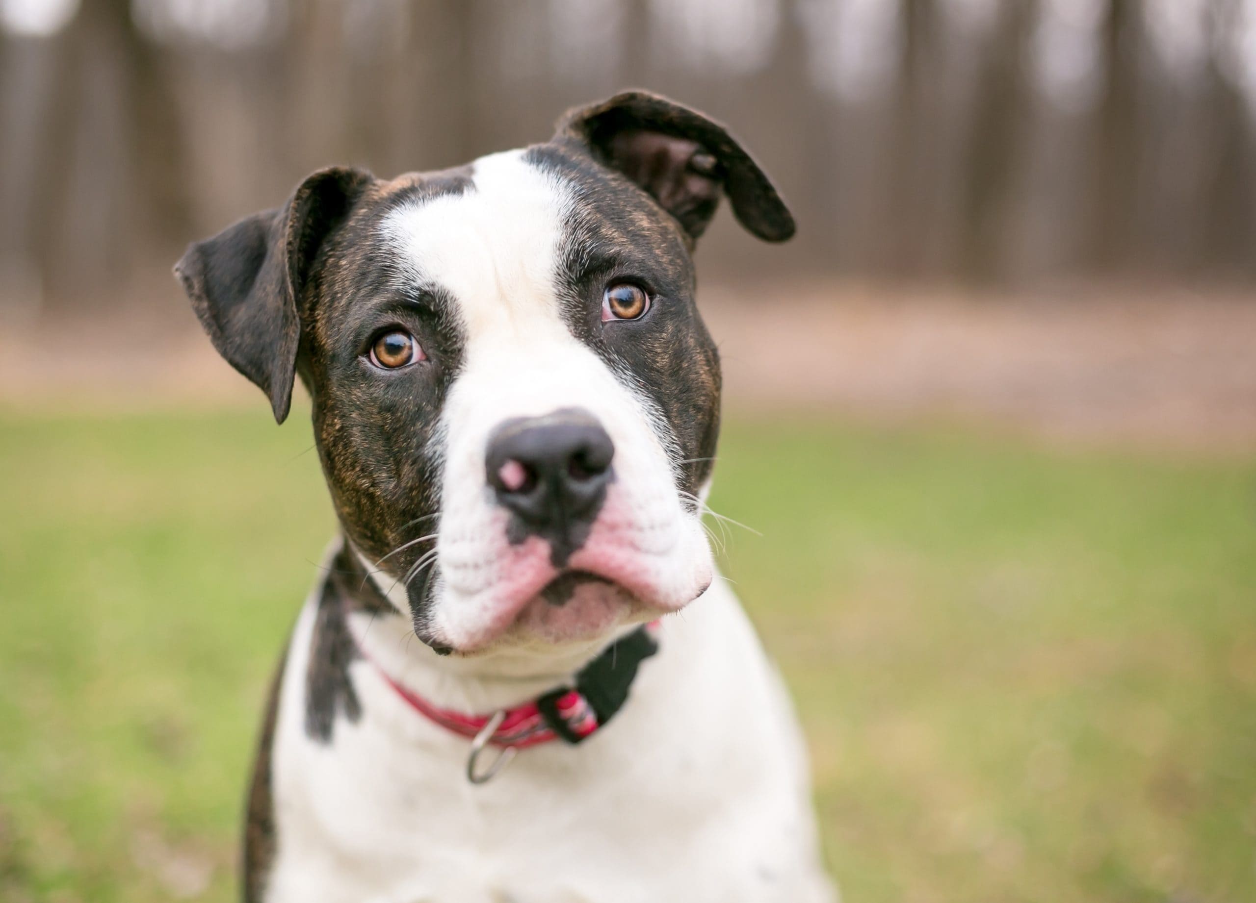 Red tiger shops american bulldog