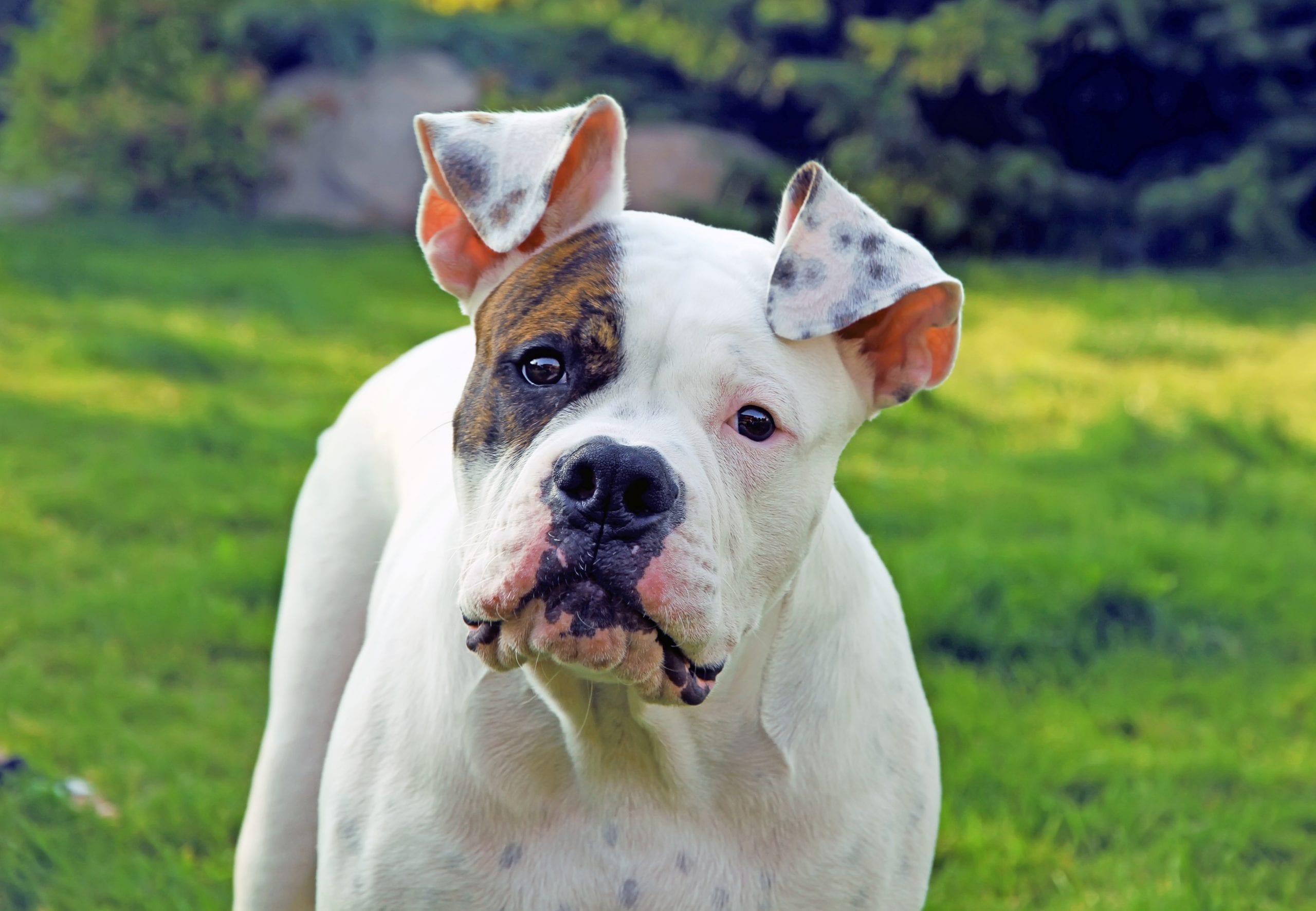 American bulldog hot spots best sale