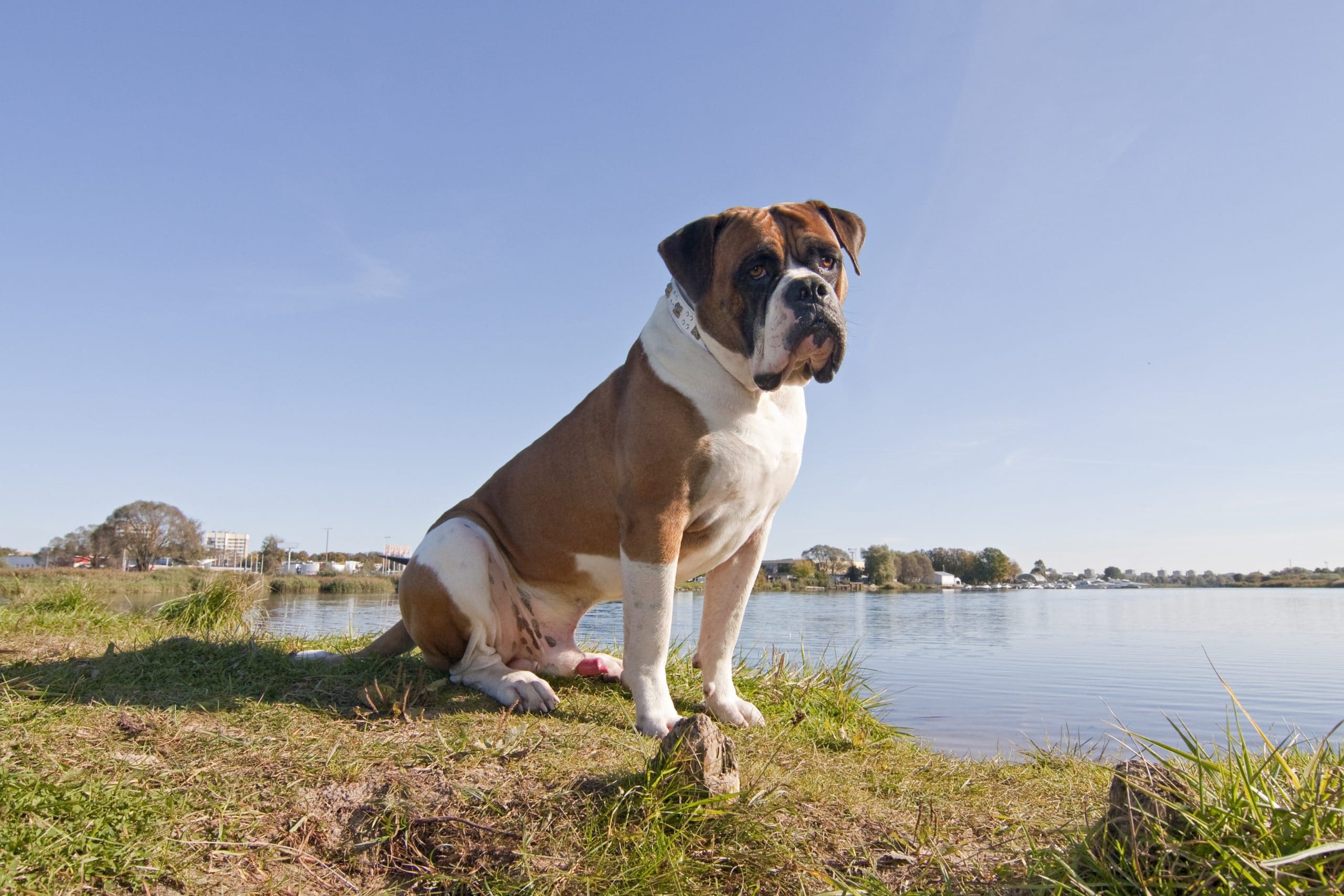 American fashion english bulldog