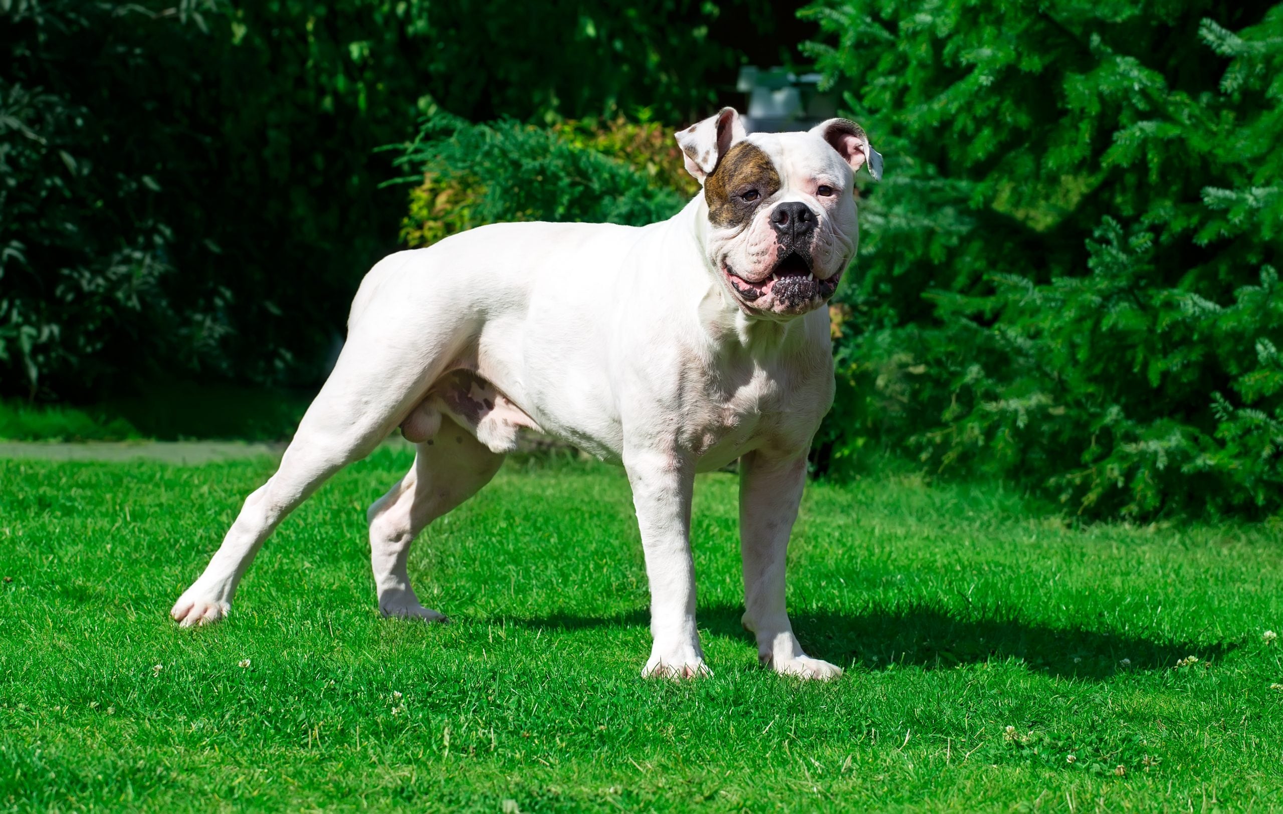 Old southern shops white bulldog