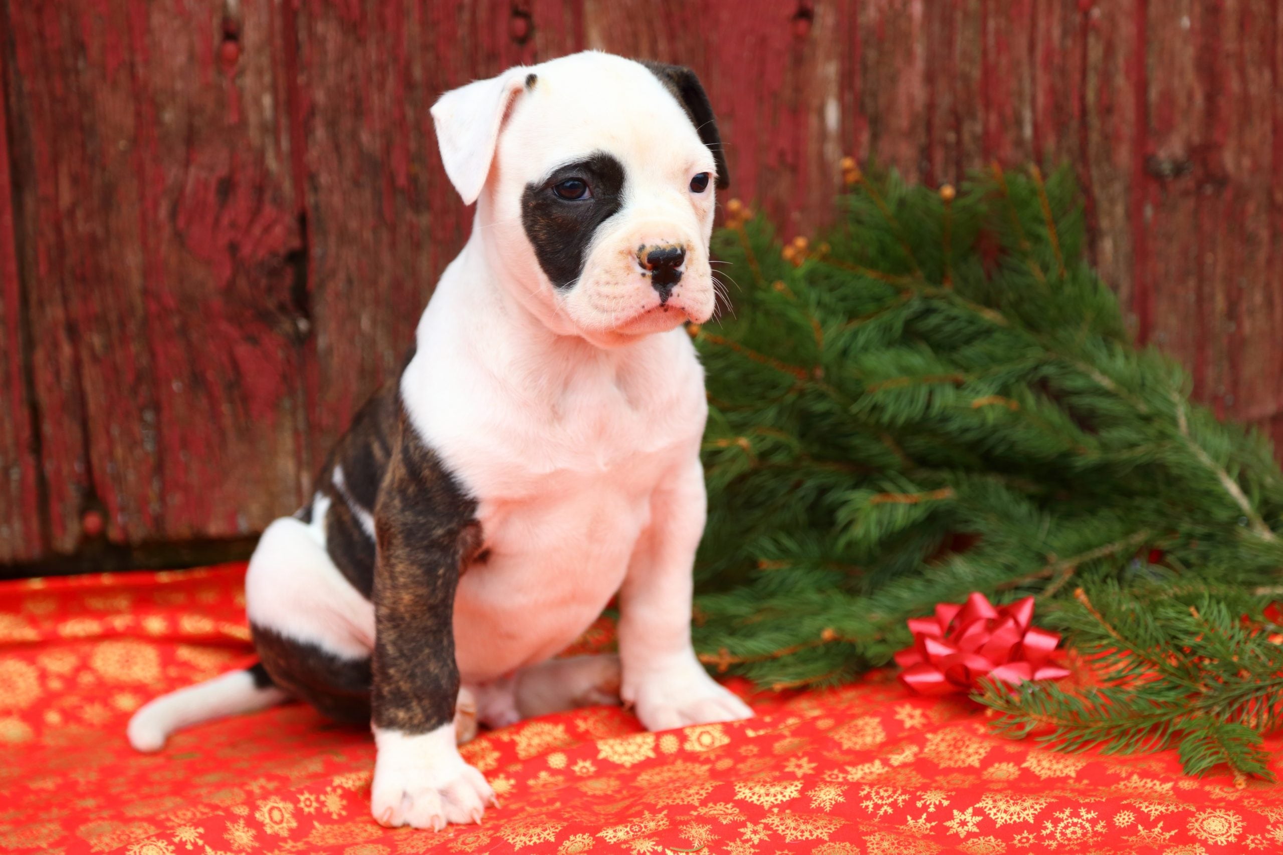 American bulldog scott type fashion puppies