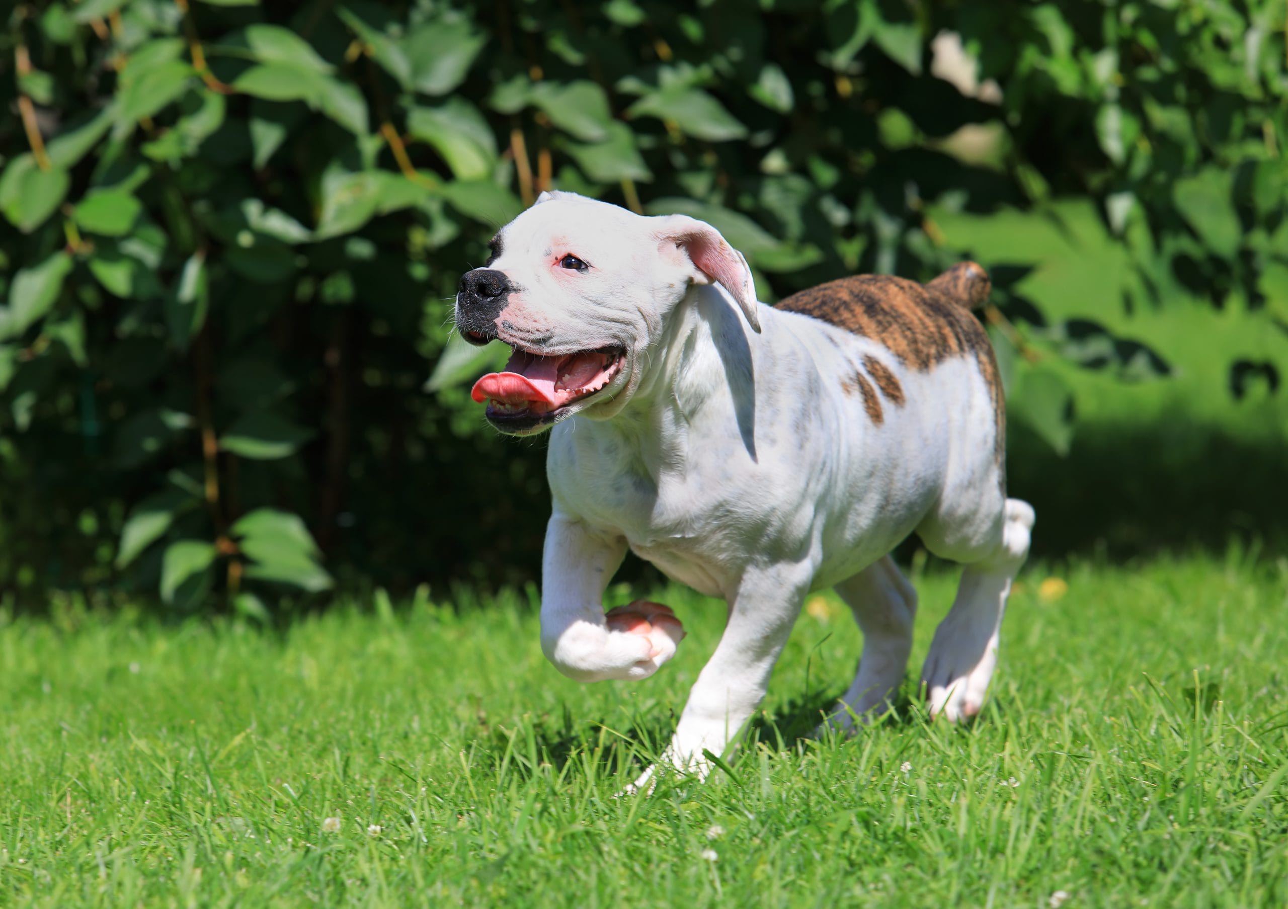 American Bulldog Breed Characteristics Care Photos Chewy