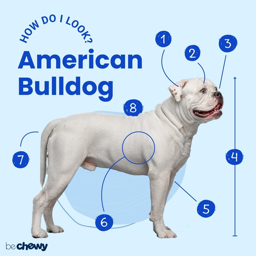 American bulldog akc best sale