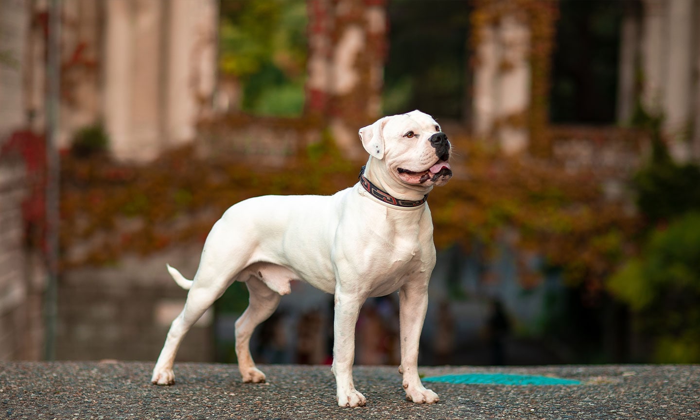 Large american bulldog hotsell