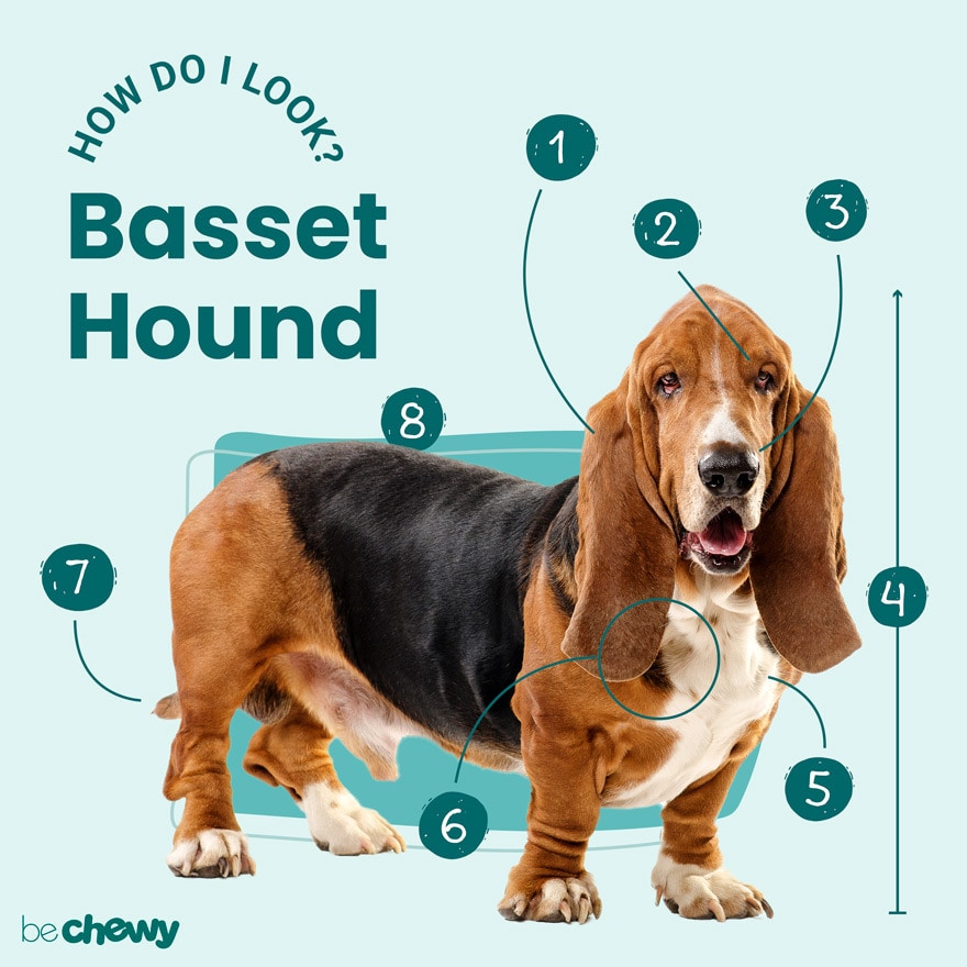 Basset Hound Breed Characteristics Care Photos Chewy