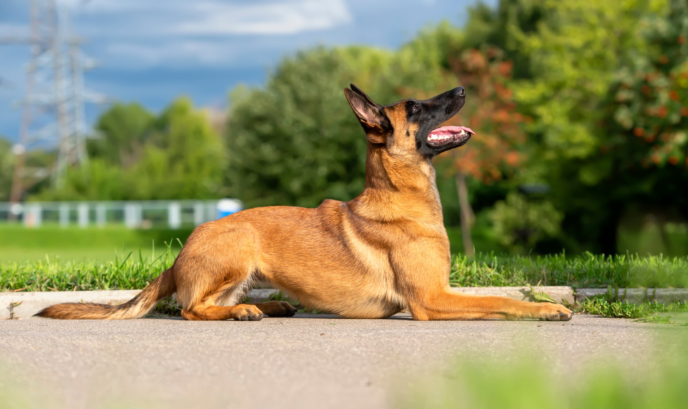 Belgian orders malinois dogs for