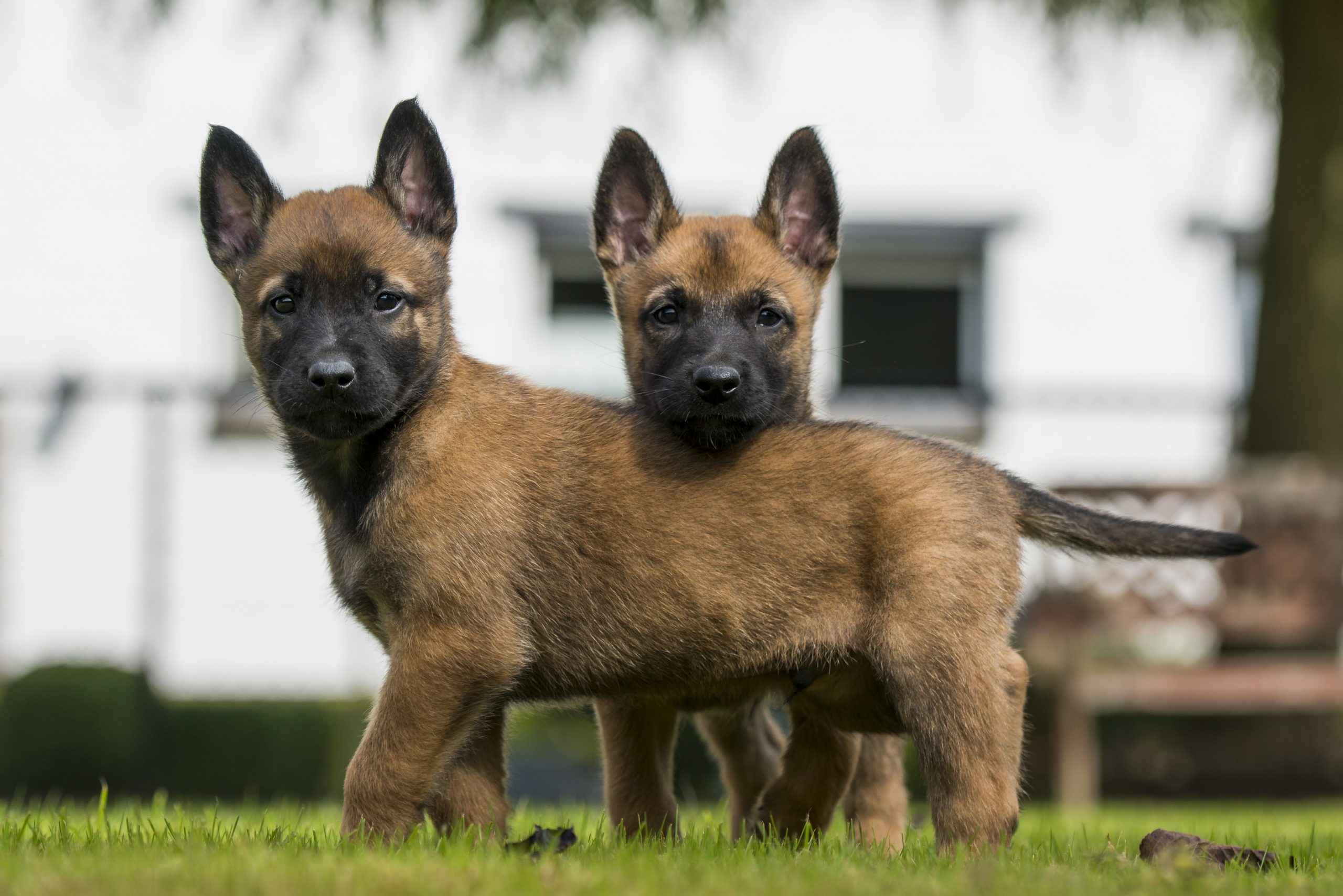 Belgian Malinois Dog For Adoption Bonsai A Belgian Shepherd Belgian Malinois Dog For Adoption Bonsai A Belgian Shepherd