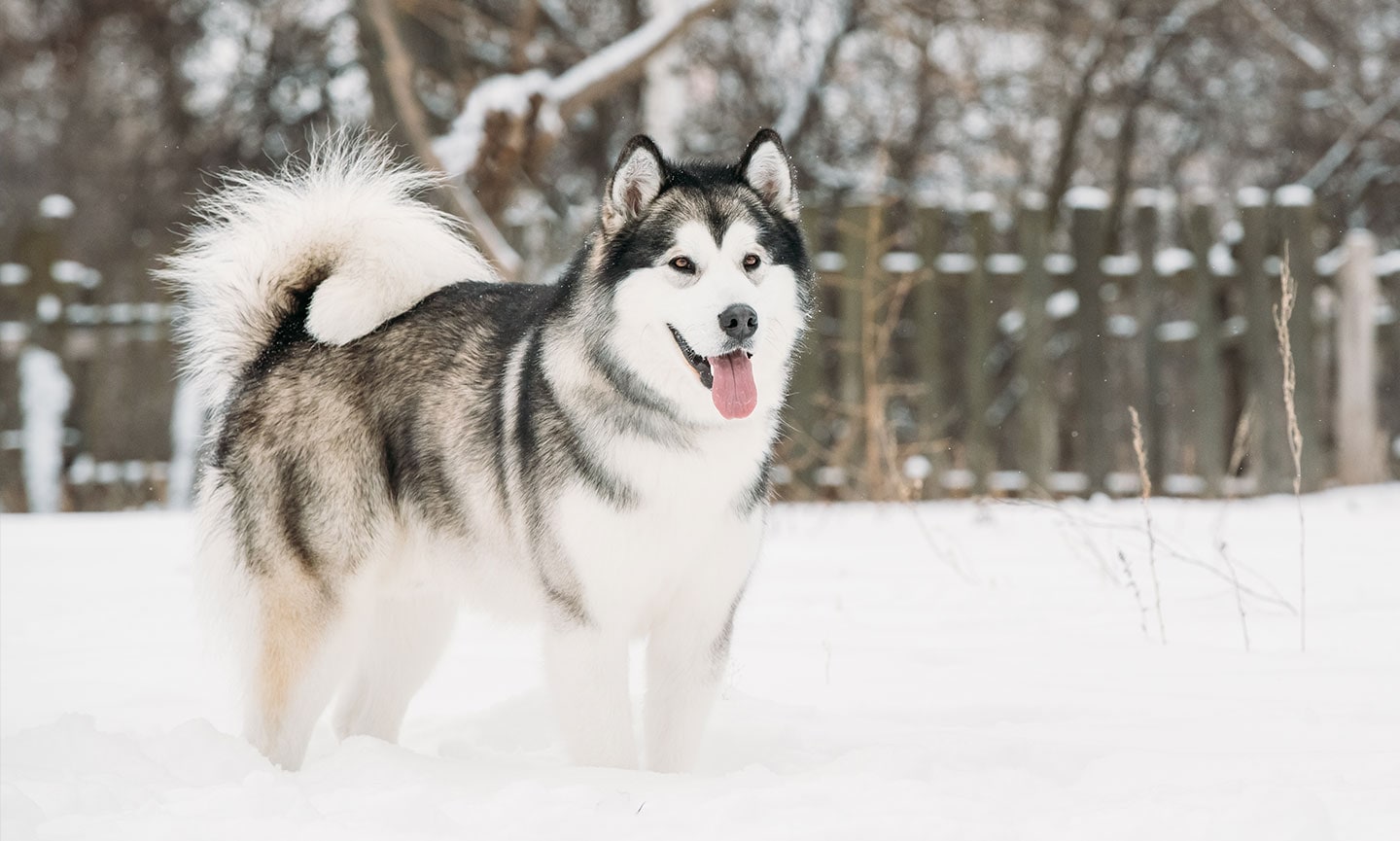 Alaskan malamute wolf shops breeds