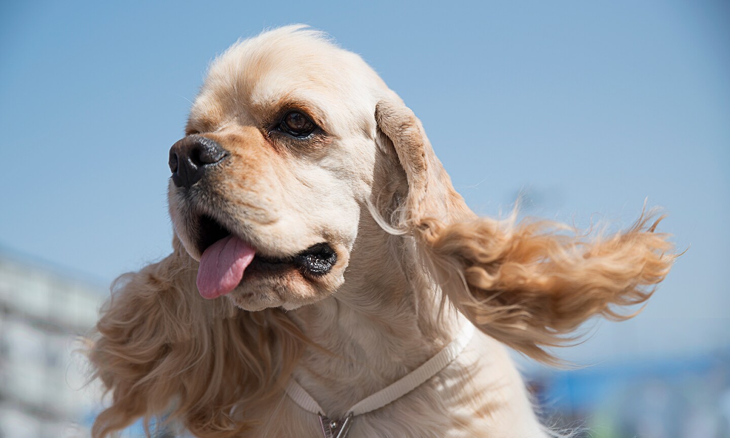 Cookie spaniel dog best sale