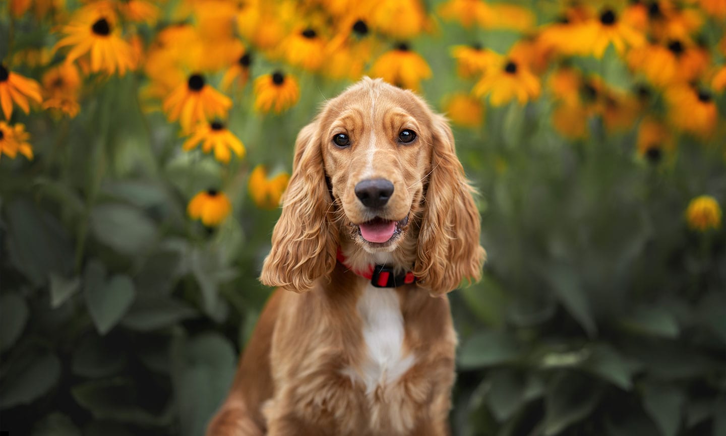 Types cocker fashion spaniel