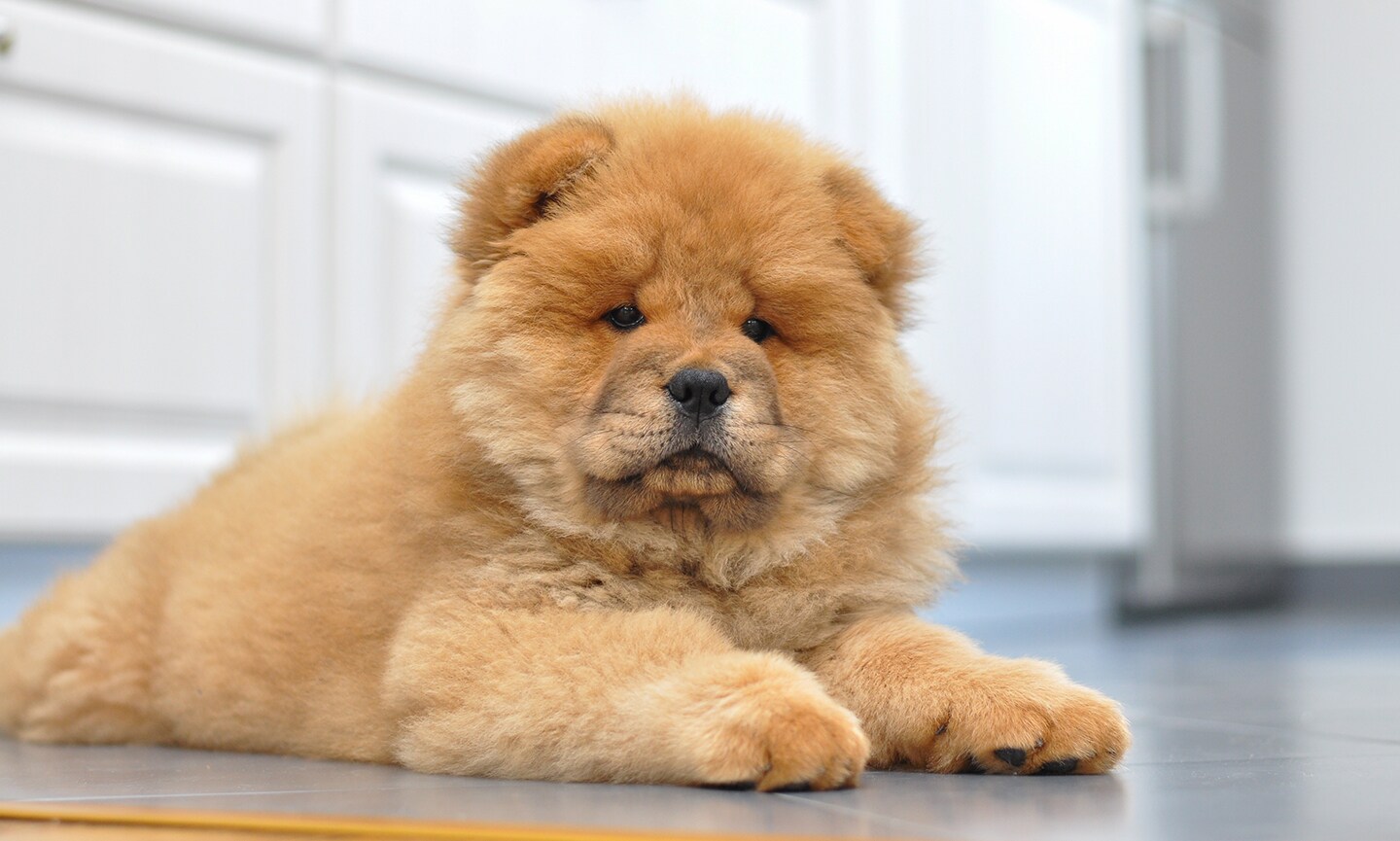 Chow Chow Breed Characteristics Care Photos Chewy