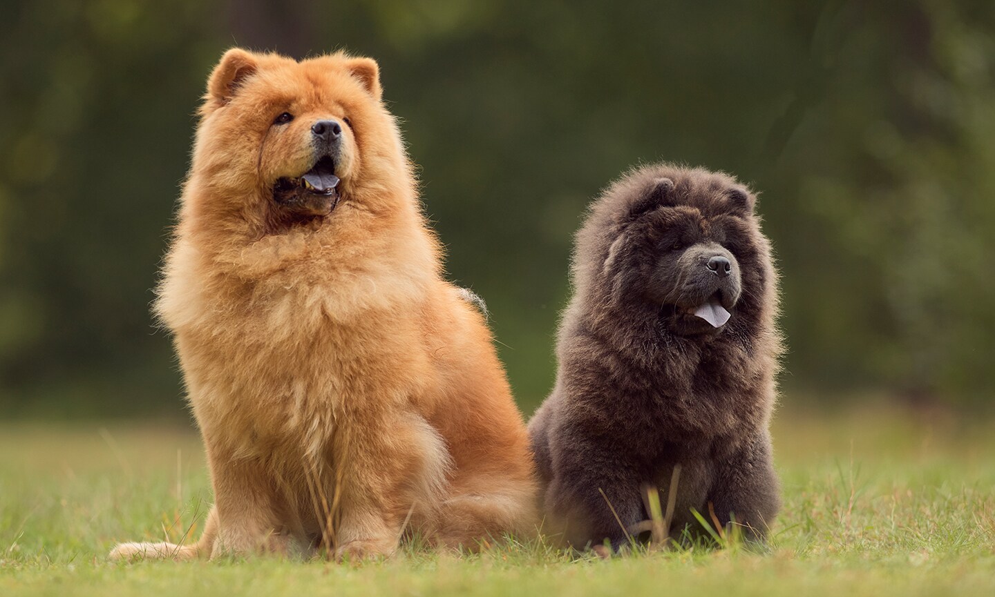 Chow chow x hotsell