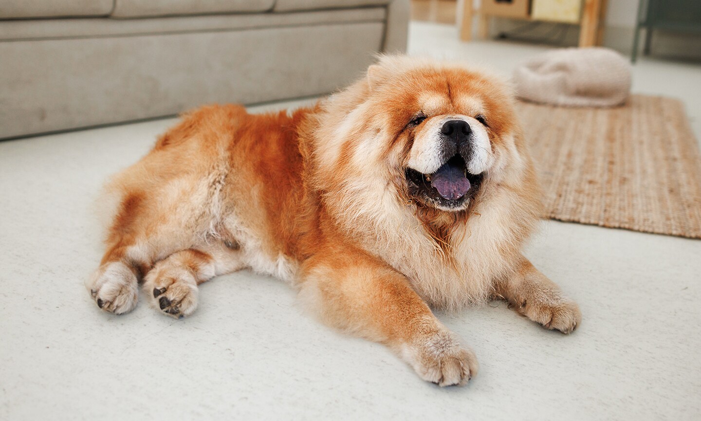 Chow Chow Breed Characteristics Care Photos Chewy