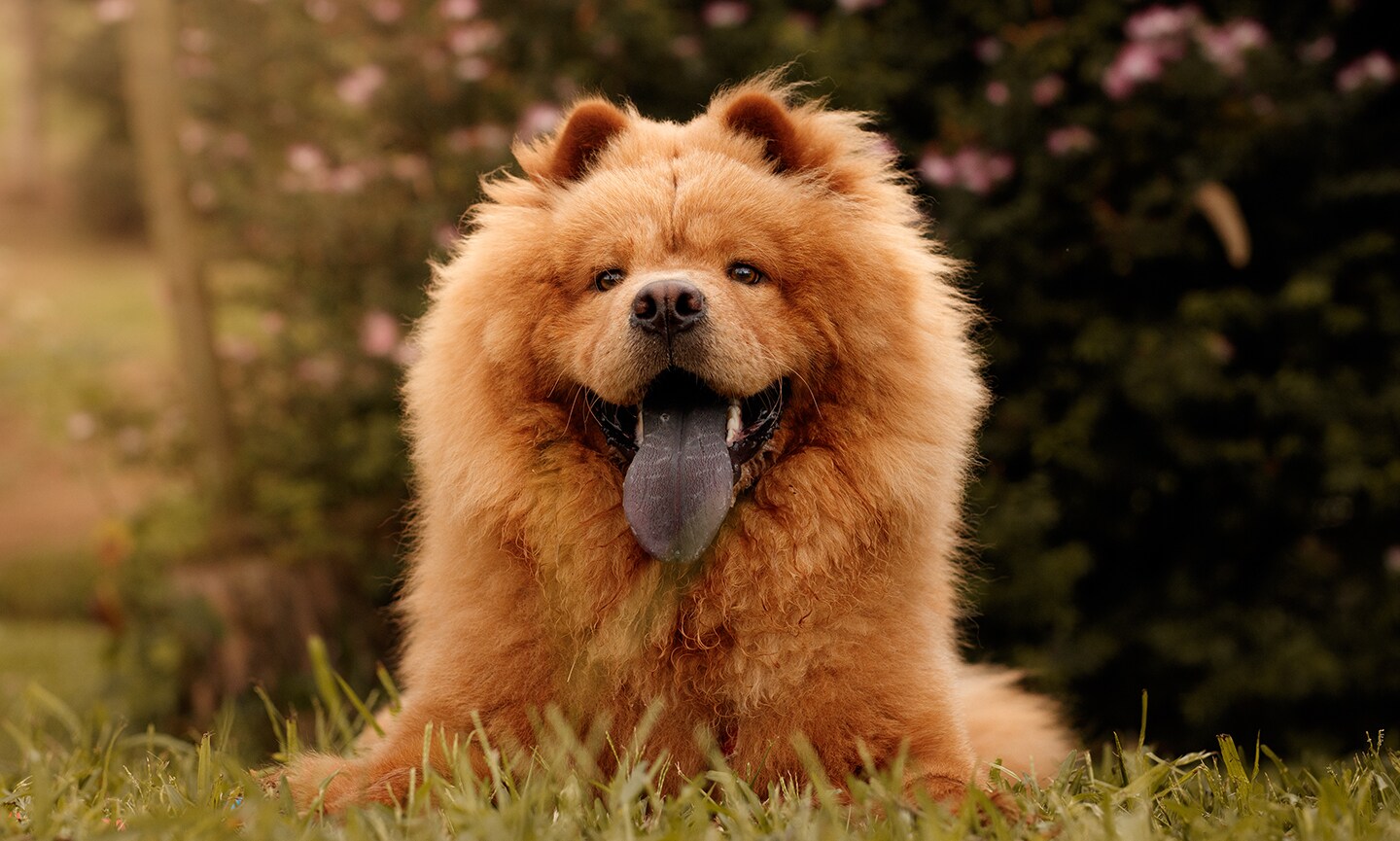 Chow chow deals mixed breeds