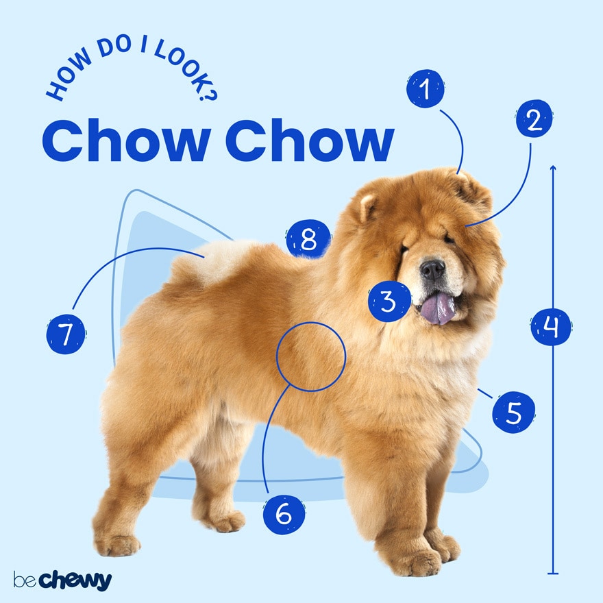 Chow chow price fashion usa