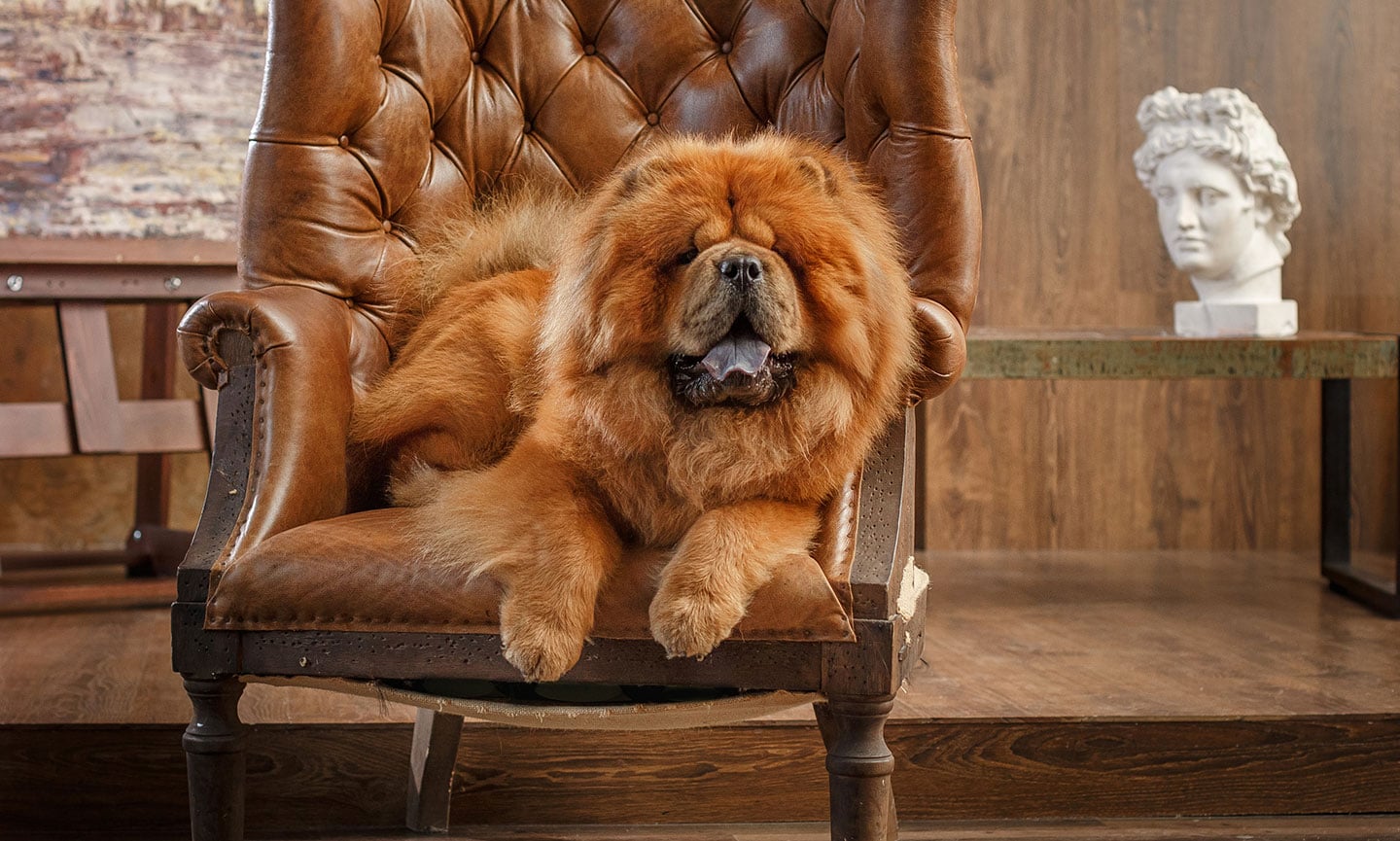 Chow Chow Breed Characteristics Care Photos Chewy