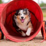 Australian Shepherd enthusiastically running through an agility tunnel during a training or competition session.