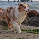 Australian Shepherd walking along a rocky beach. The dog's red merle coat glows warmly in the natural light, contrasting with the dark rocks and the green seaweed scattered on the sand.