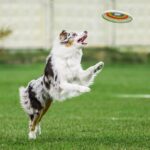 An Australian Shepherd in mid-air, enthusiastically leaping to catch a colorful frisbee.