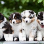 Four adorable Australian Shepherd puppies sitting in a row. They display a mix of tri-color and merle patterns, with fluffy coats and captivating expressions.