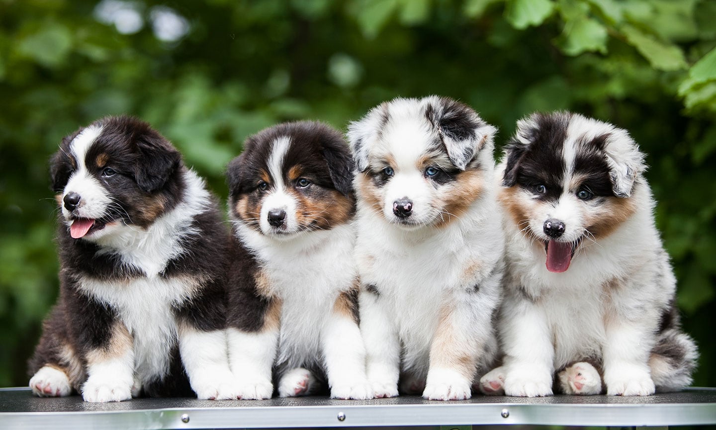 Full breed australian shepherd for orders