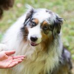 An Australian Shepherd with a beautiful merle coat and striking eyes, one blue and one brown. The dog is extending its paw to a human hand in a gentle gesture.