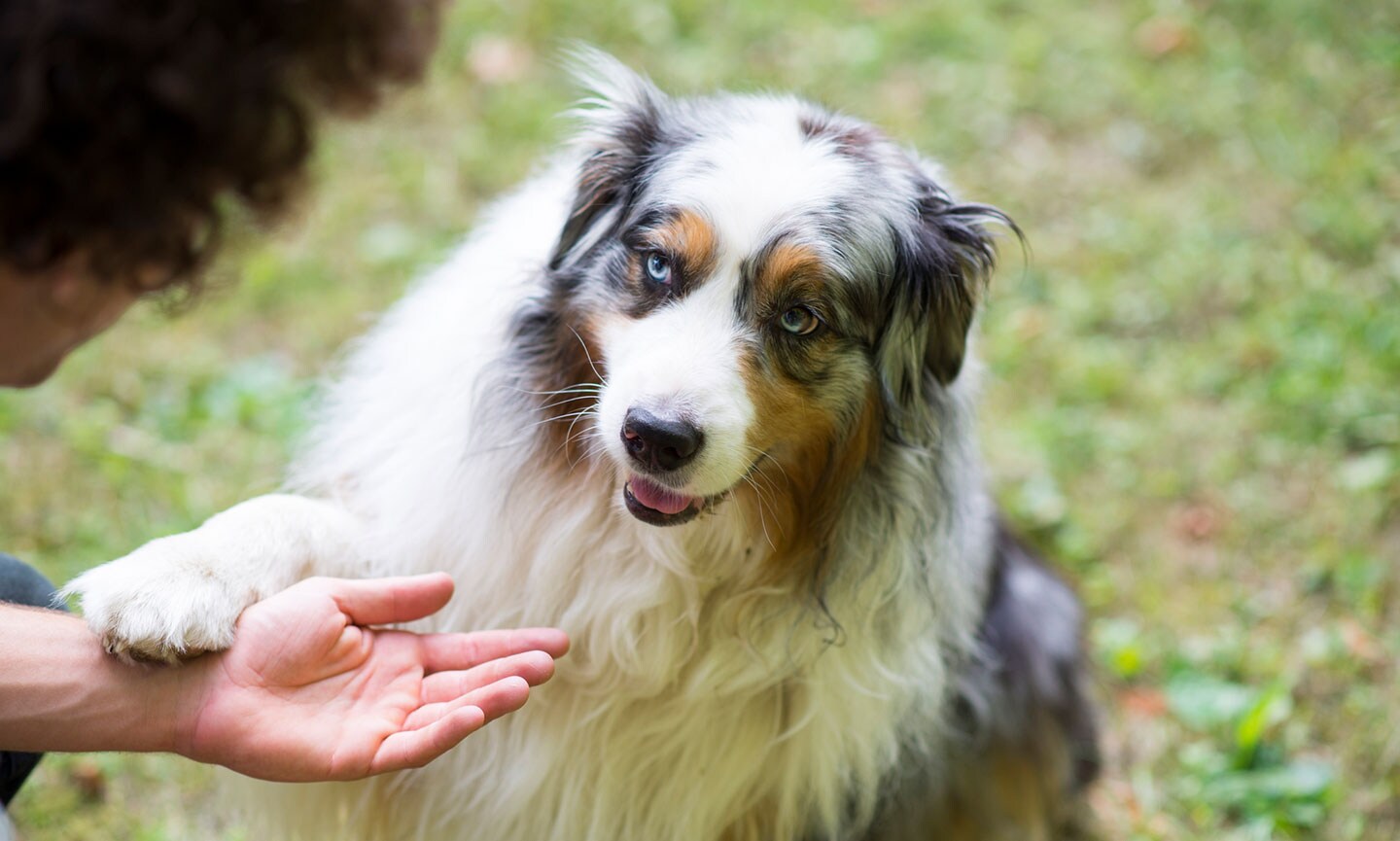 Australian shepherd coat care best sale