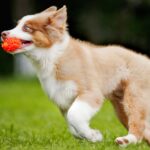 A lively young Australian Shepherd puppy with a vibrant red and white coat. The puppy is playfully carrying an orange spiked ball in its mouth while running on a lush green lawn.