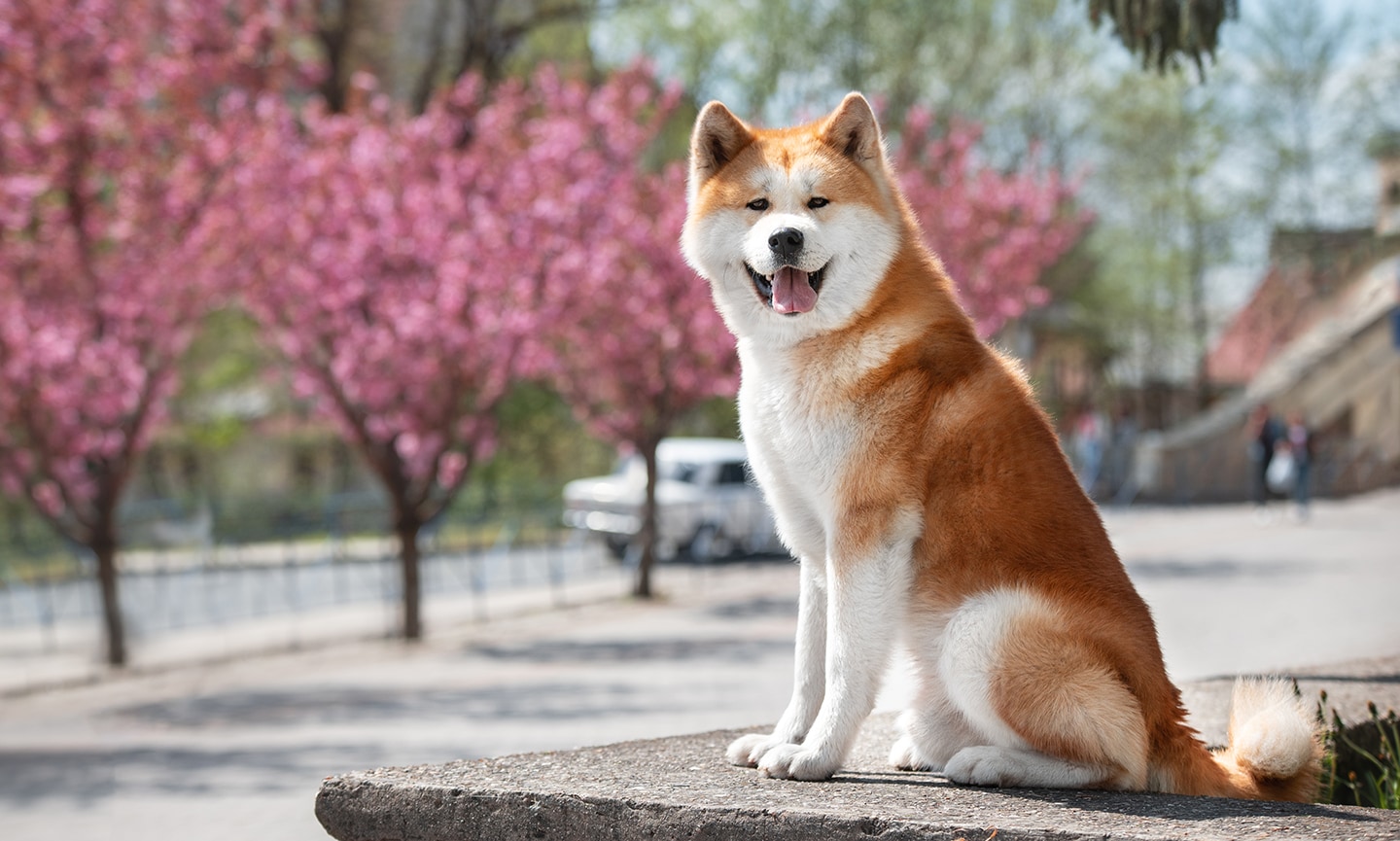 Japanese akita personality shops