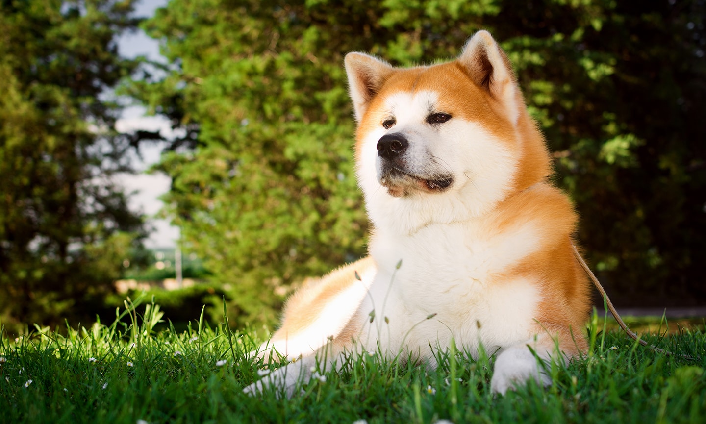 Akita Breed: Characteristics, Care & Photos | Chewy