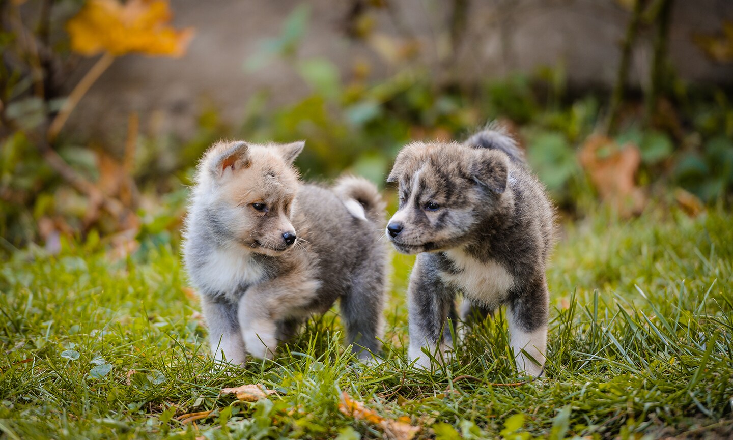 close-up of a brown and white akita dog's head
