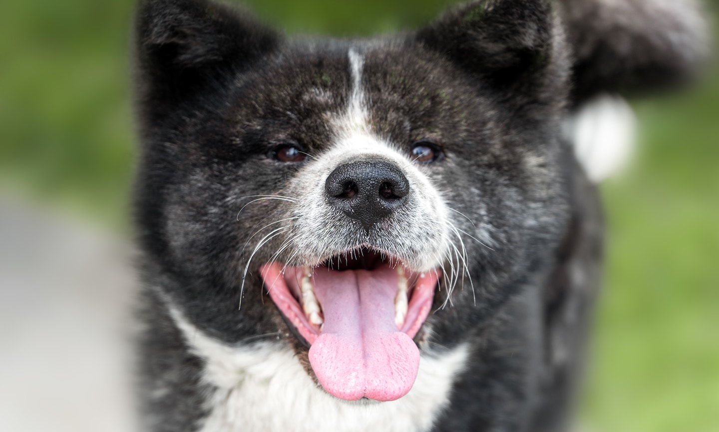 Discount bear faced akita Free Shipping