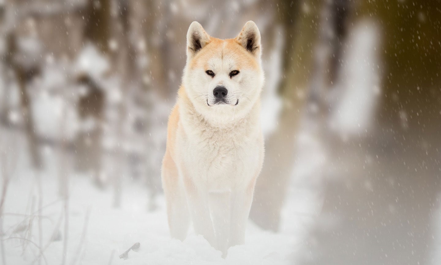 brown and white akita dog with his tongue hanging out of his mouth