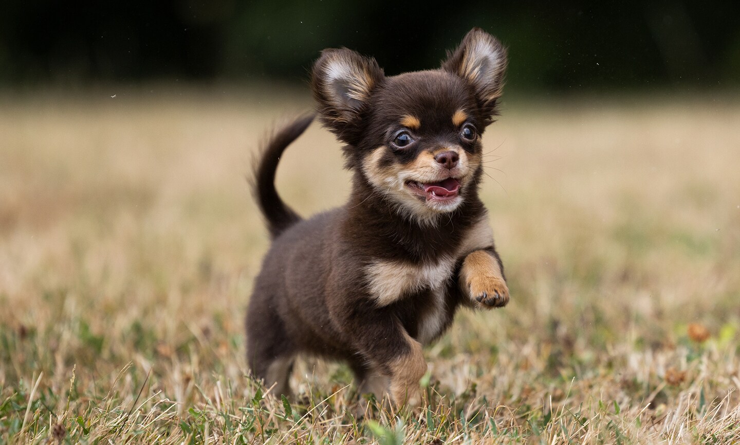 Full breed chihuahua fashion puppies