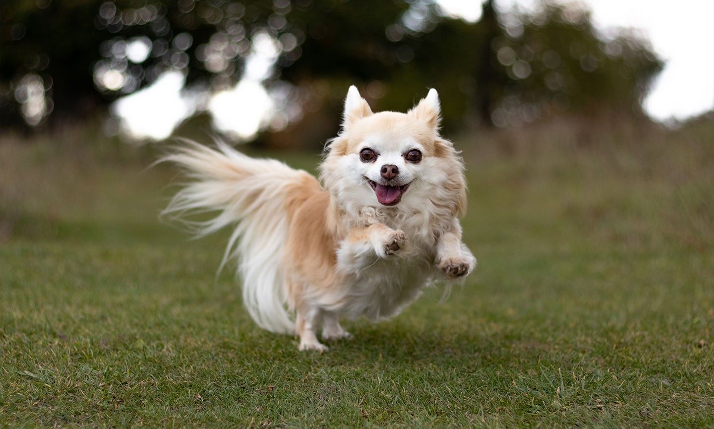 Japanese spitz shops and chihuahua breed